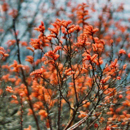 Galé odorant, Piment aquatique, Myrte des marais / Myrica gale